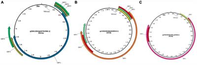 Understanding torquetenovirus (TTV) as an immune marker
